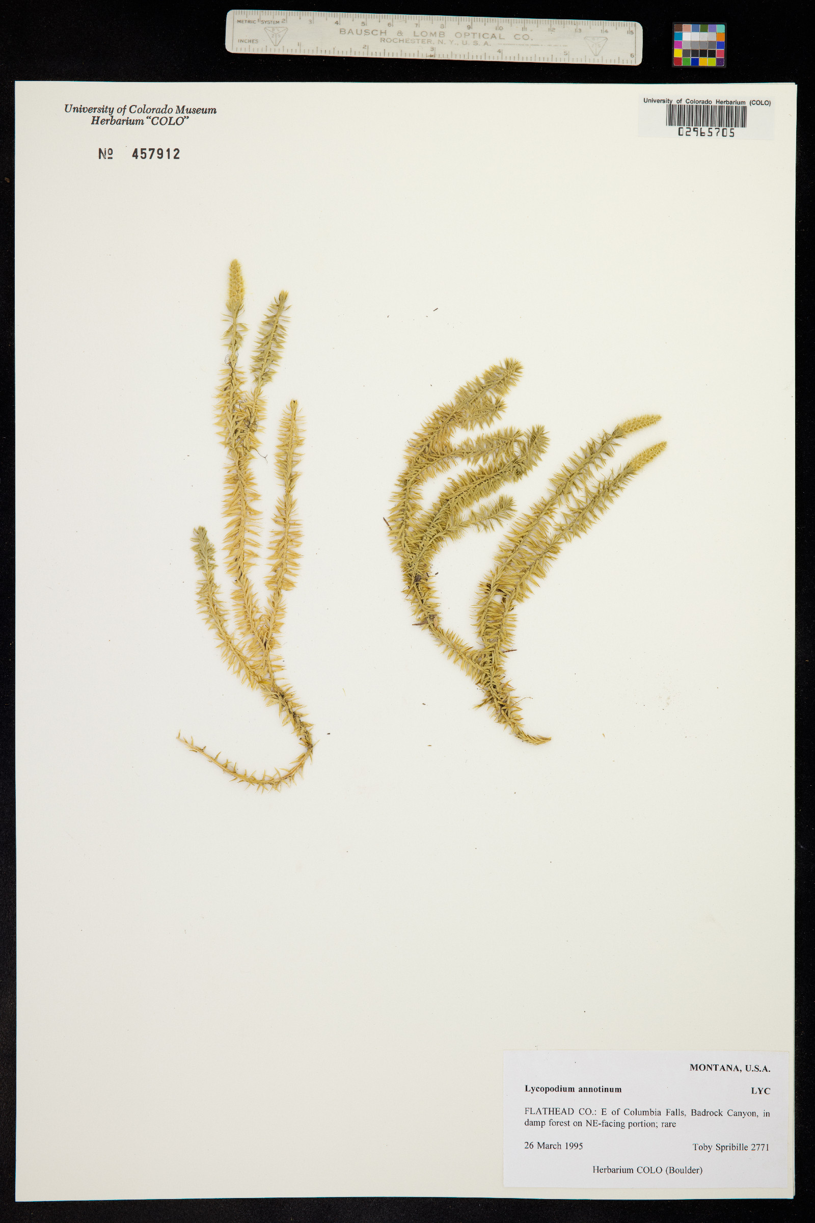 Lycopodium annotinum image