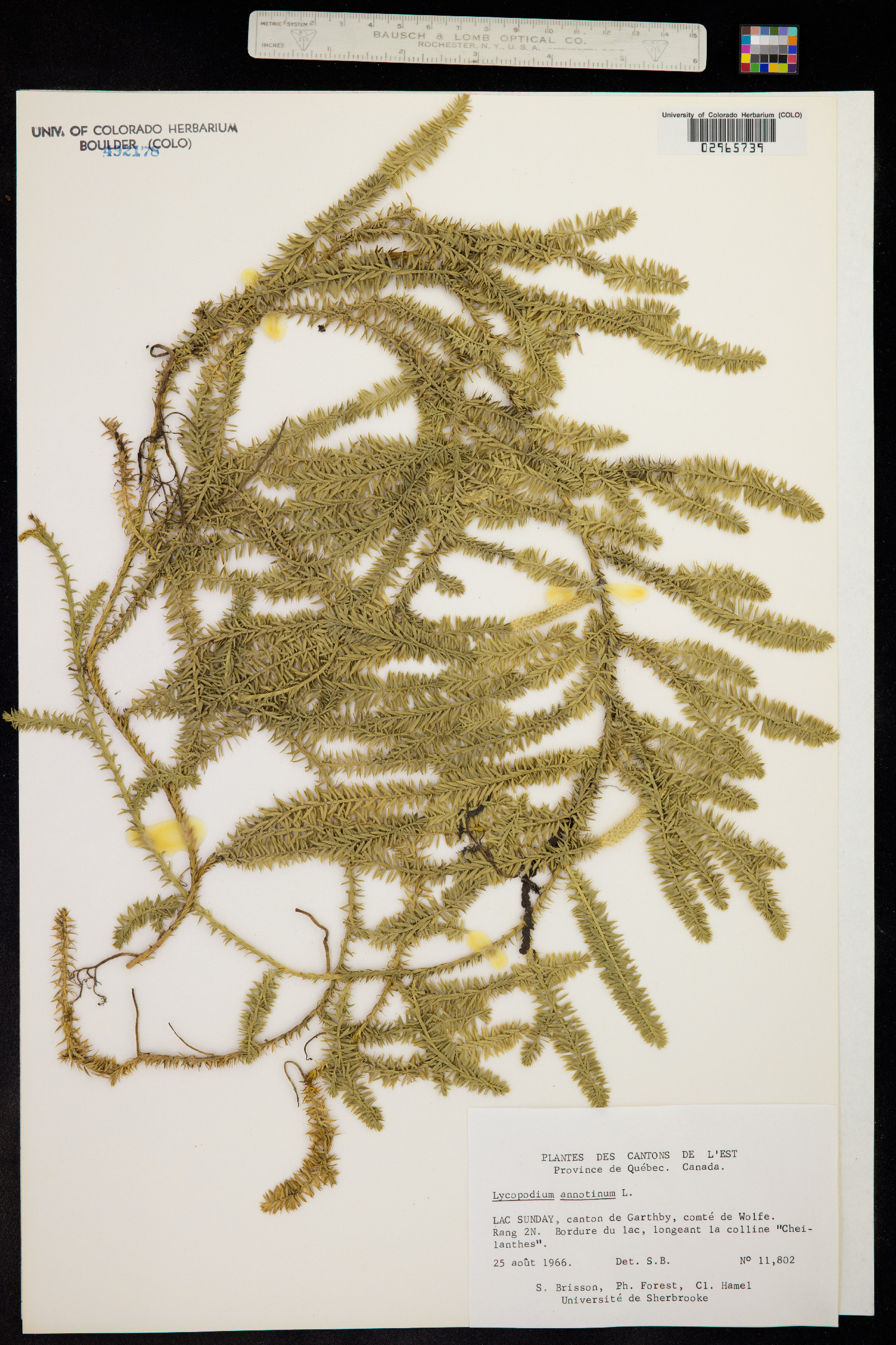 Lycopodium annotinum image