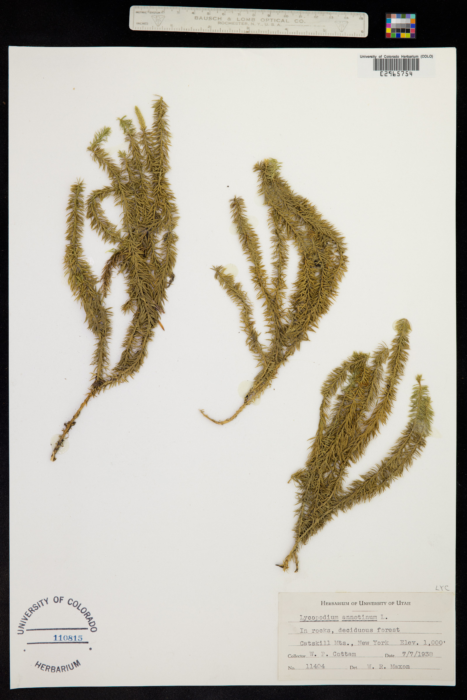 Lycopodium image
