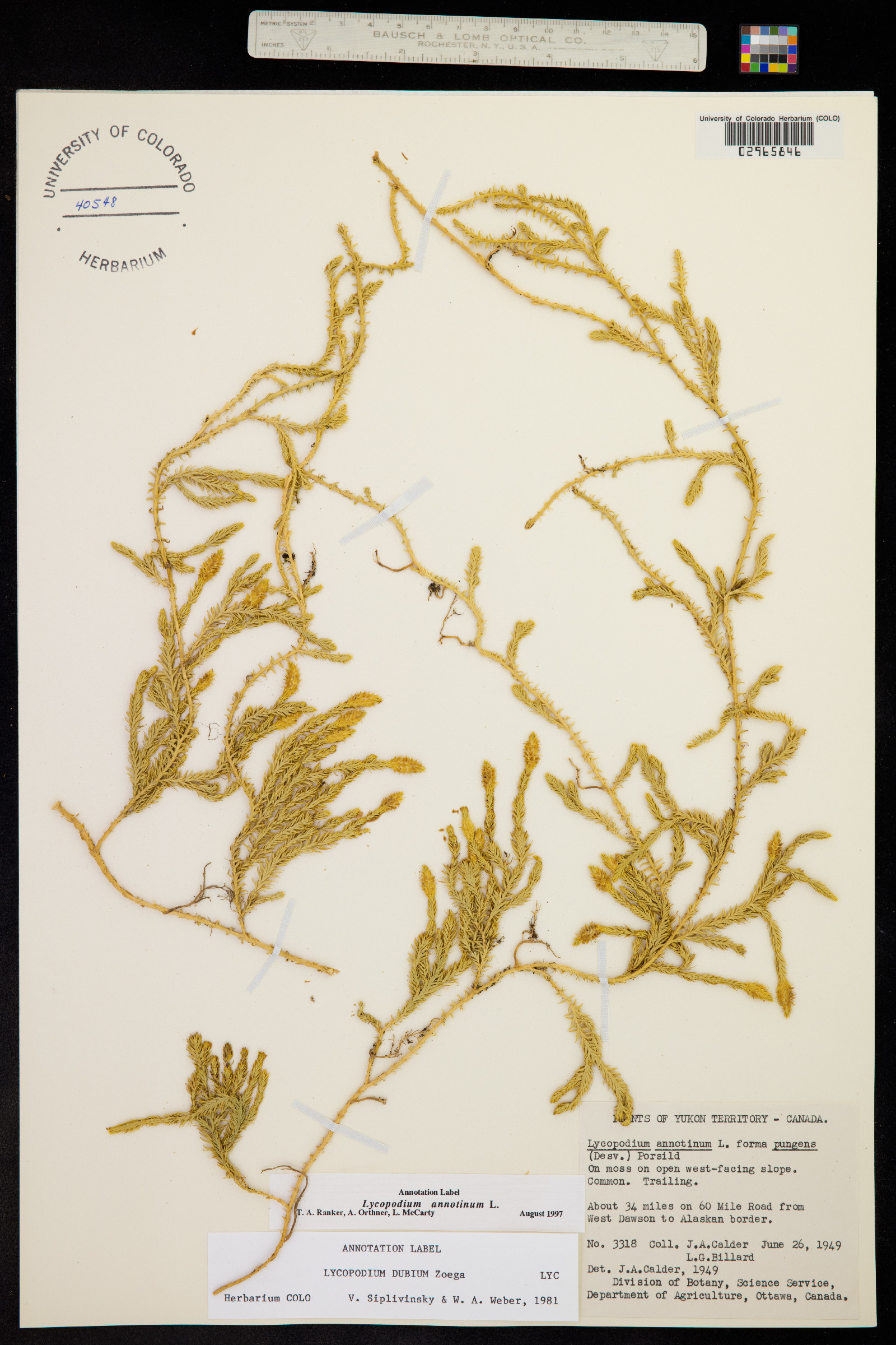 Lycopodium image