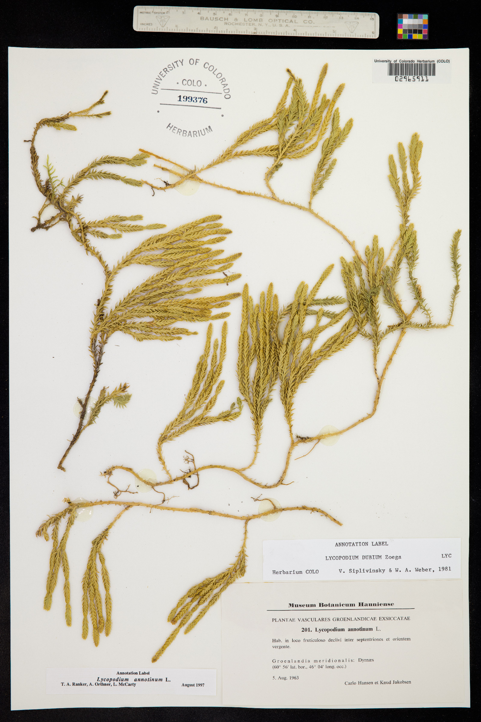 Lycopodium annotinum image