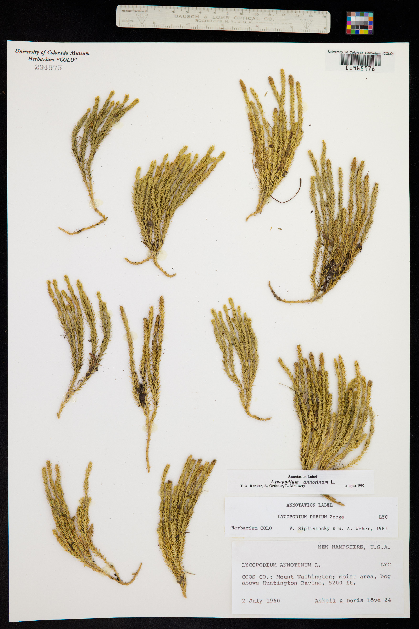 Lycopodium image