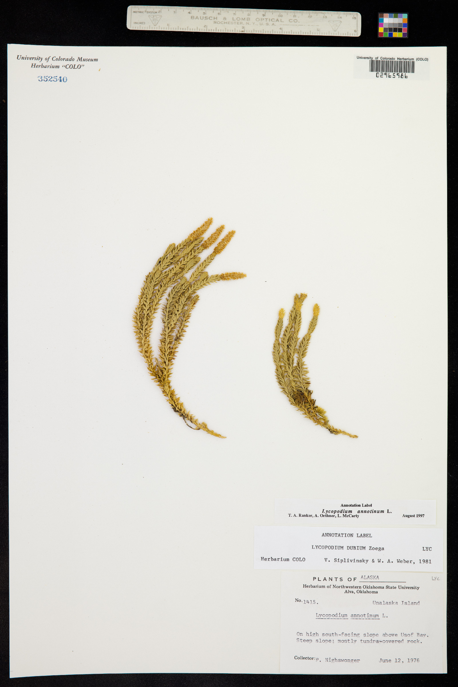 Lycopodium annotinum image