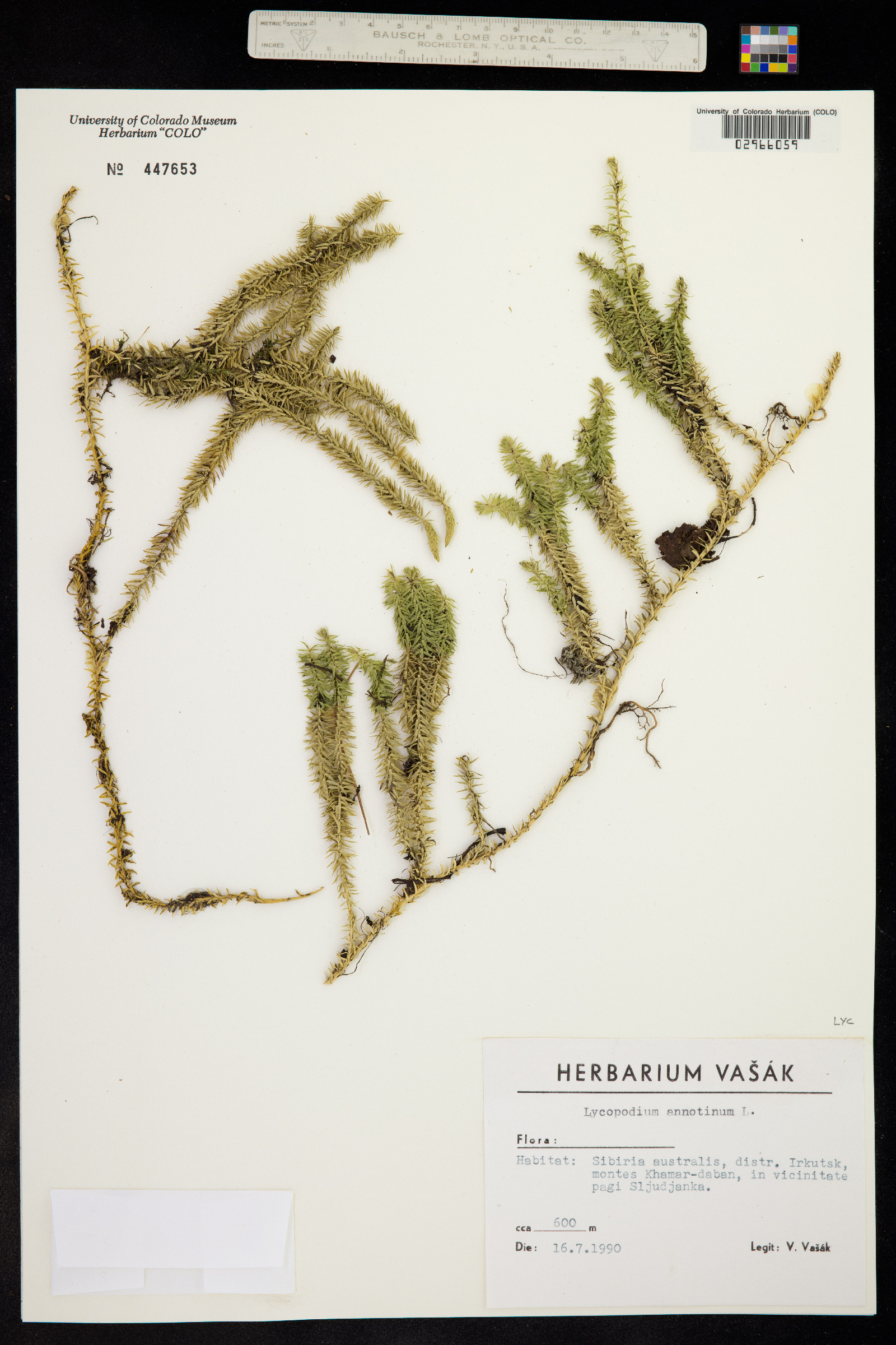 Lycopodium annotinum image