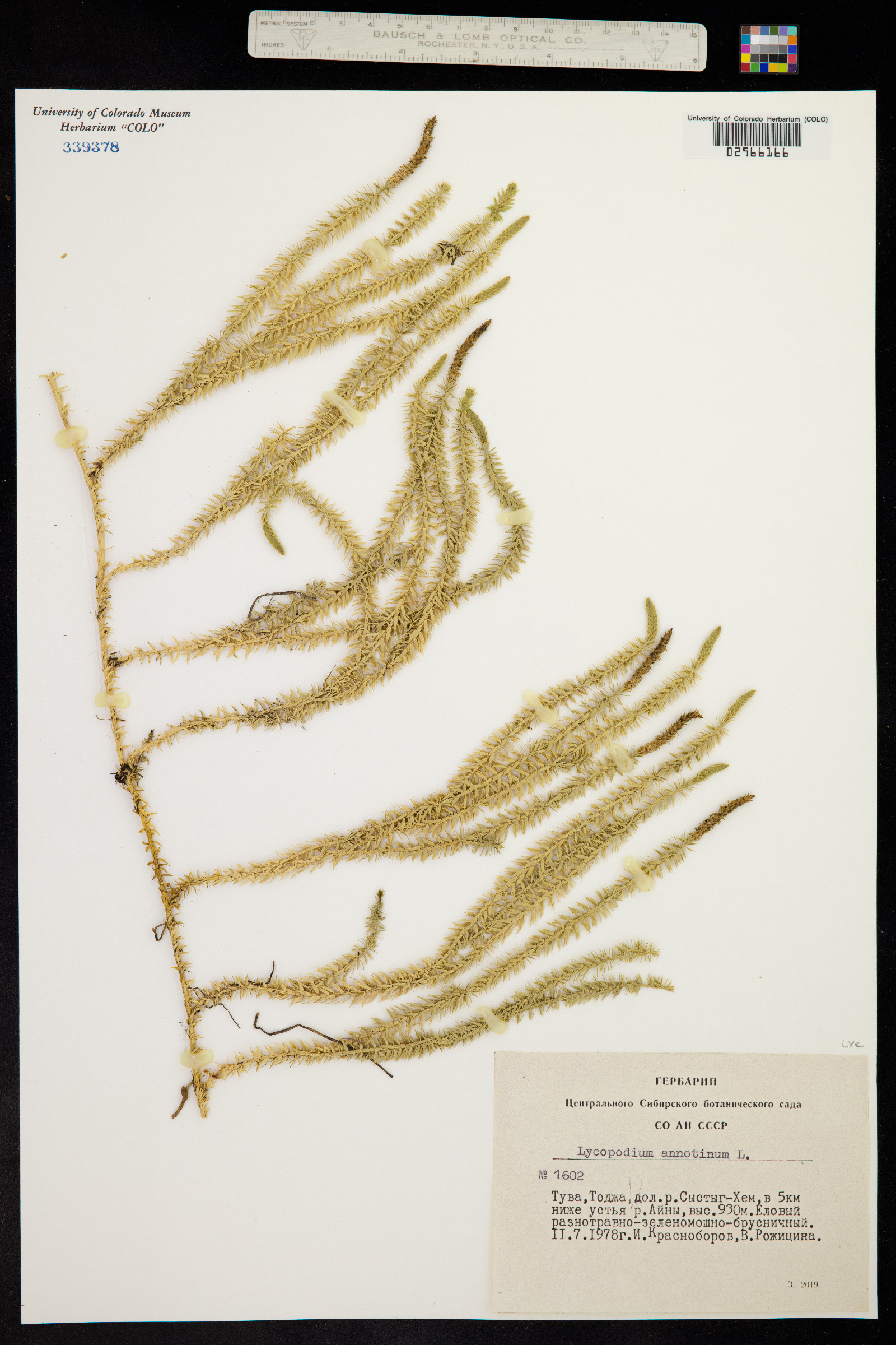 Lycopodium annotinum image
