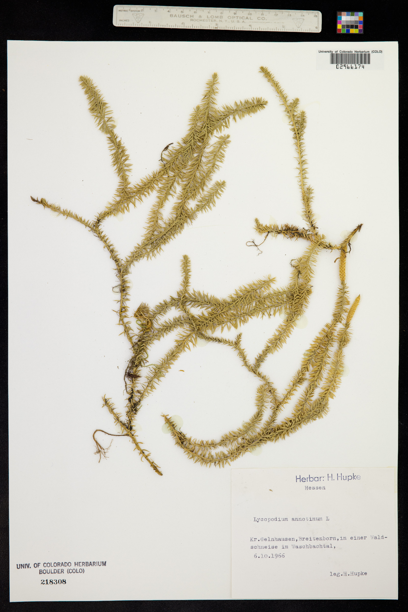 Lycopodium annotinum image