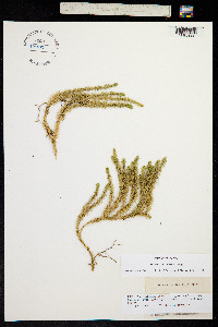 Lycopodium annotinum image