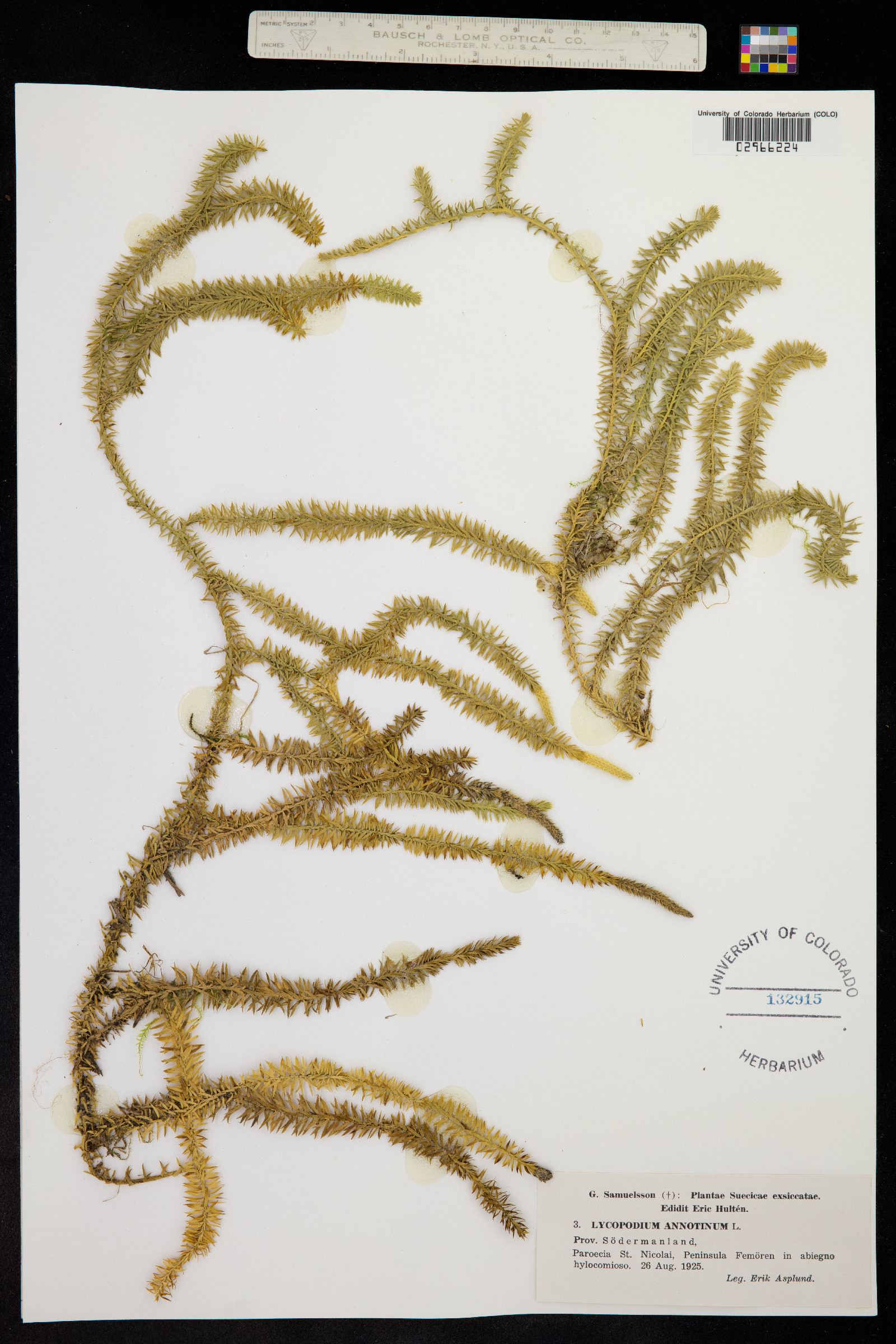 Lycopodium annotinum image