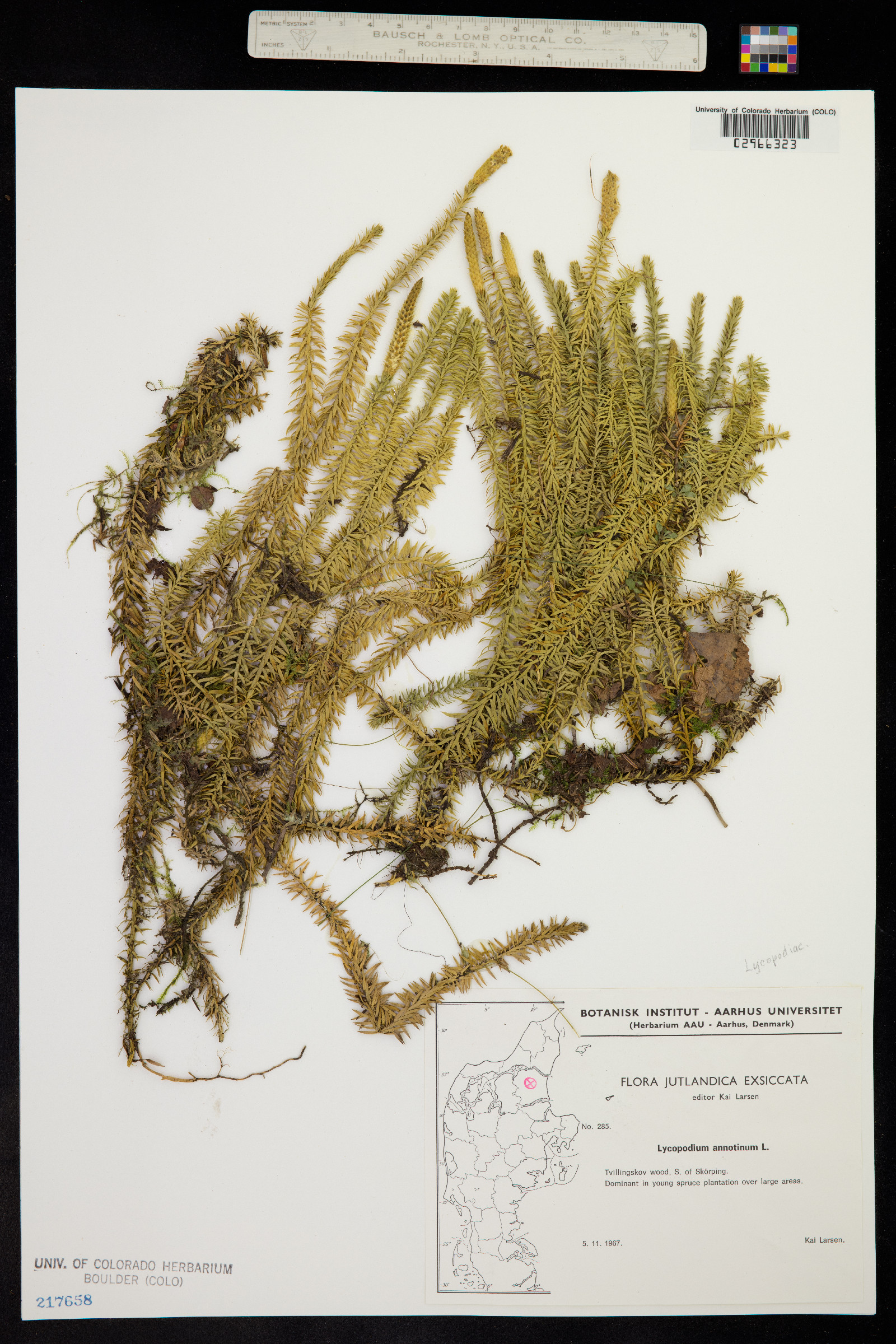Lycopodium annotinum image