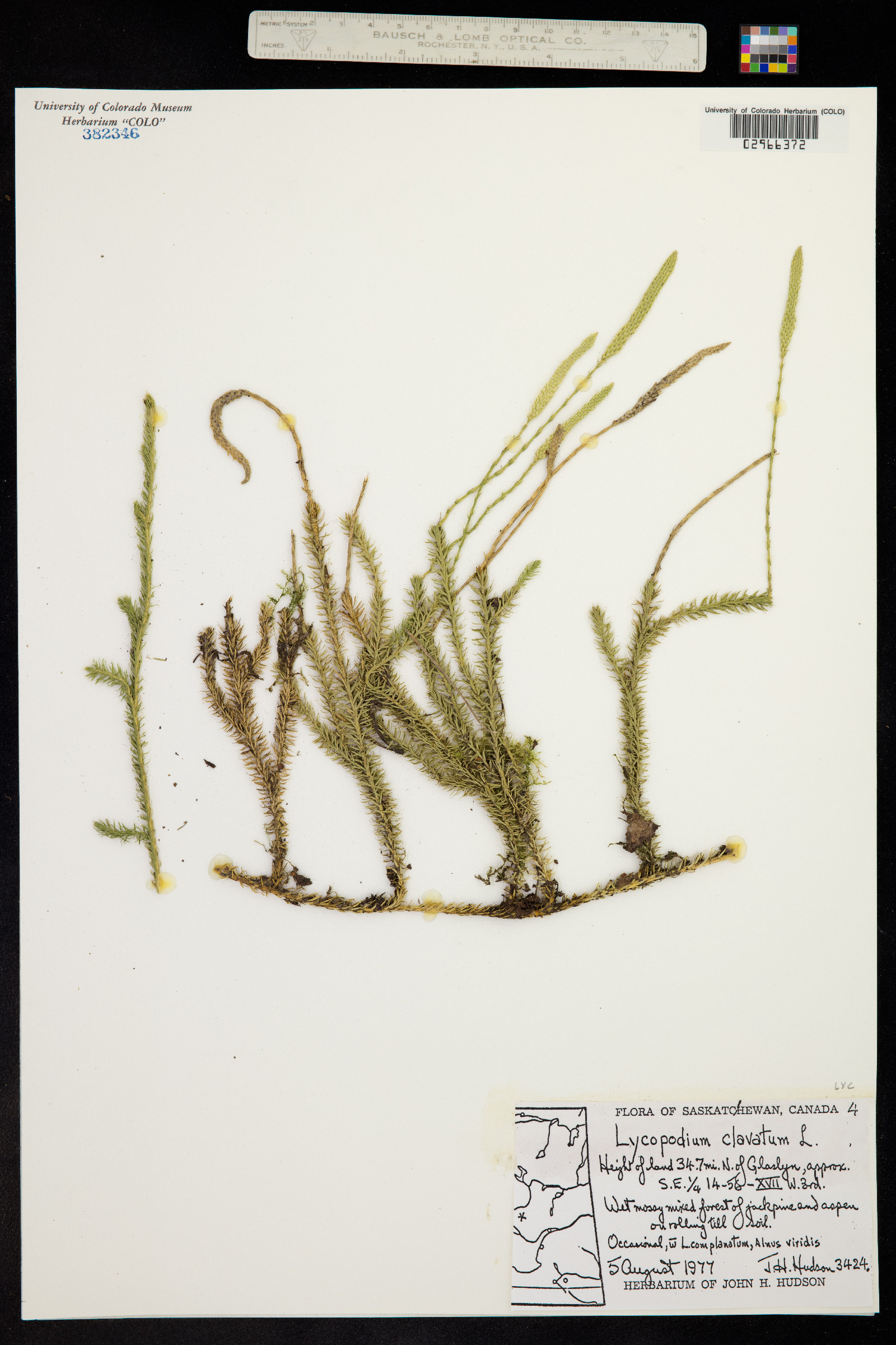 Lycopodium clavatum image