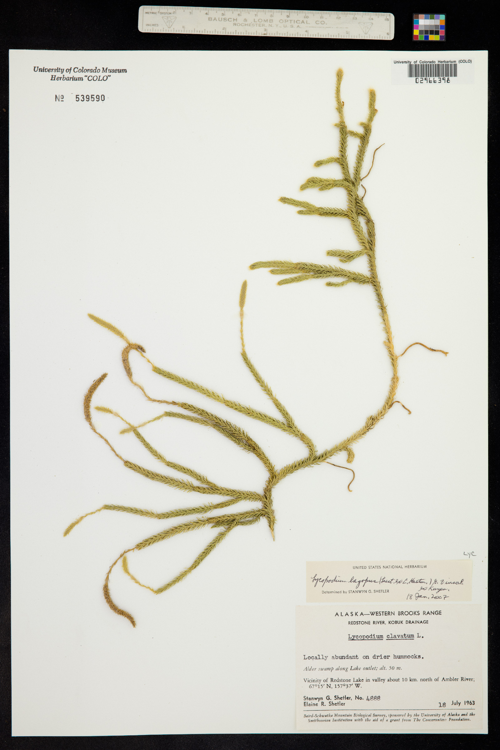 Lycopodium clavatum image