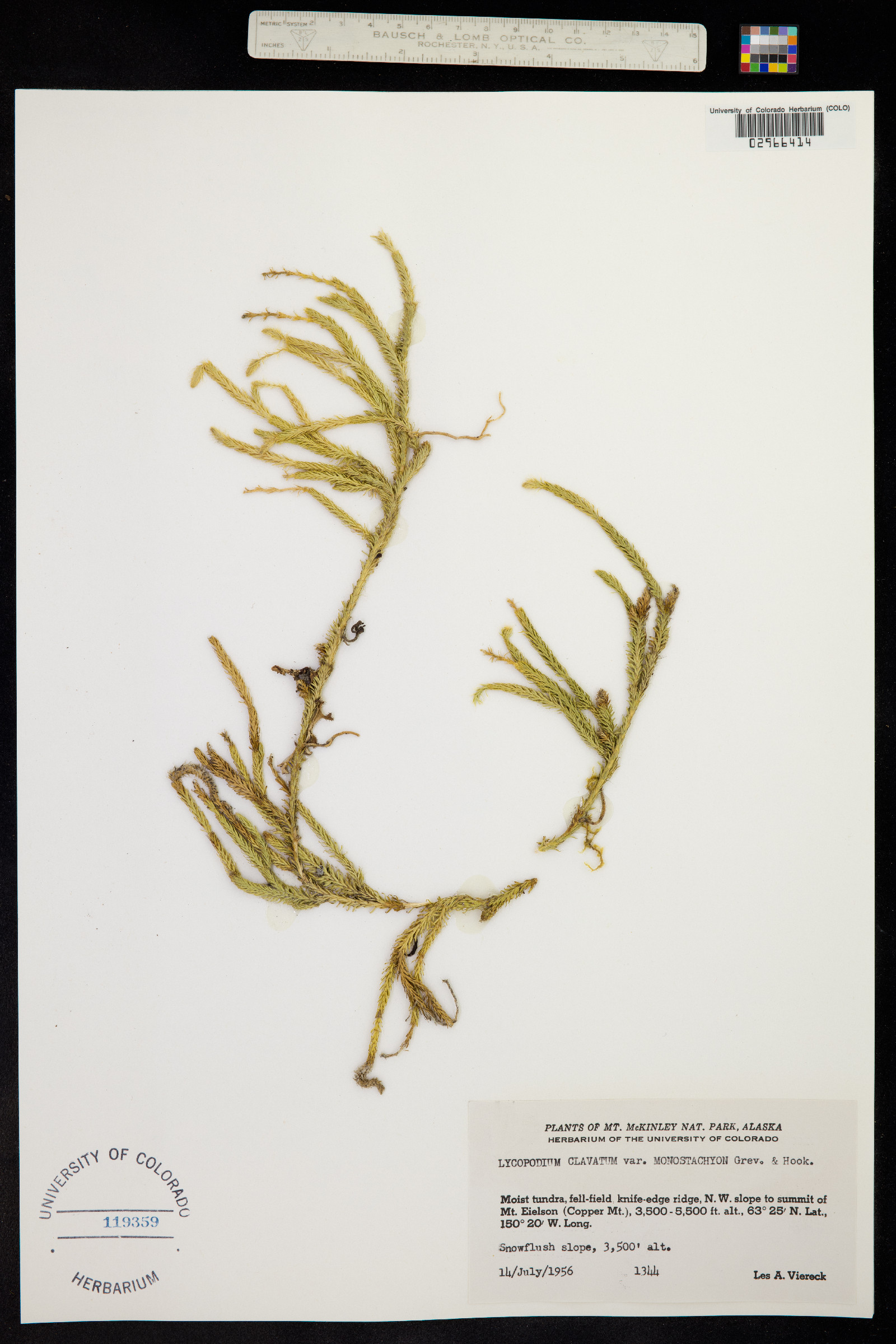 Lycopodium clavatum image