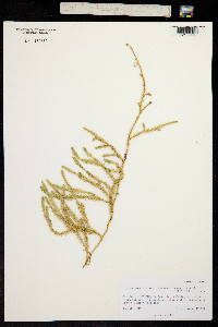 Lycopodium clavatum image