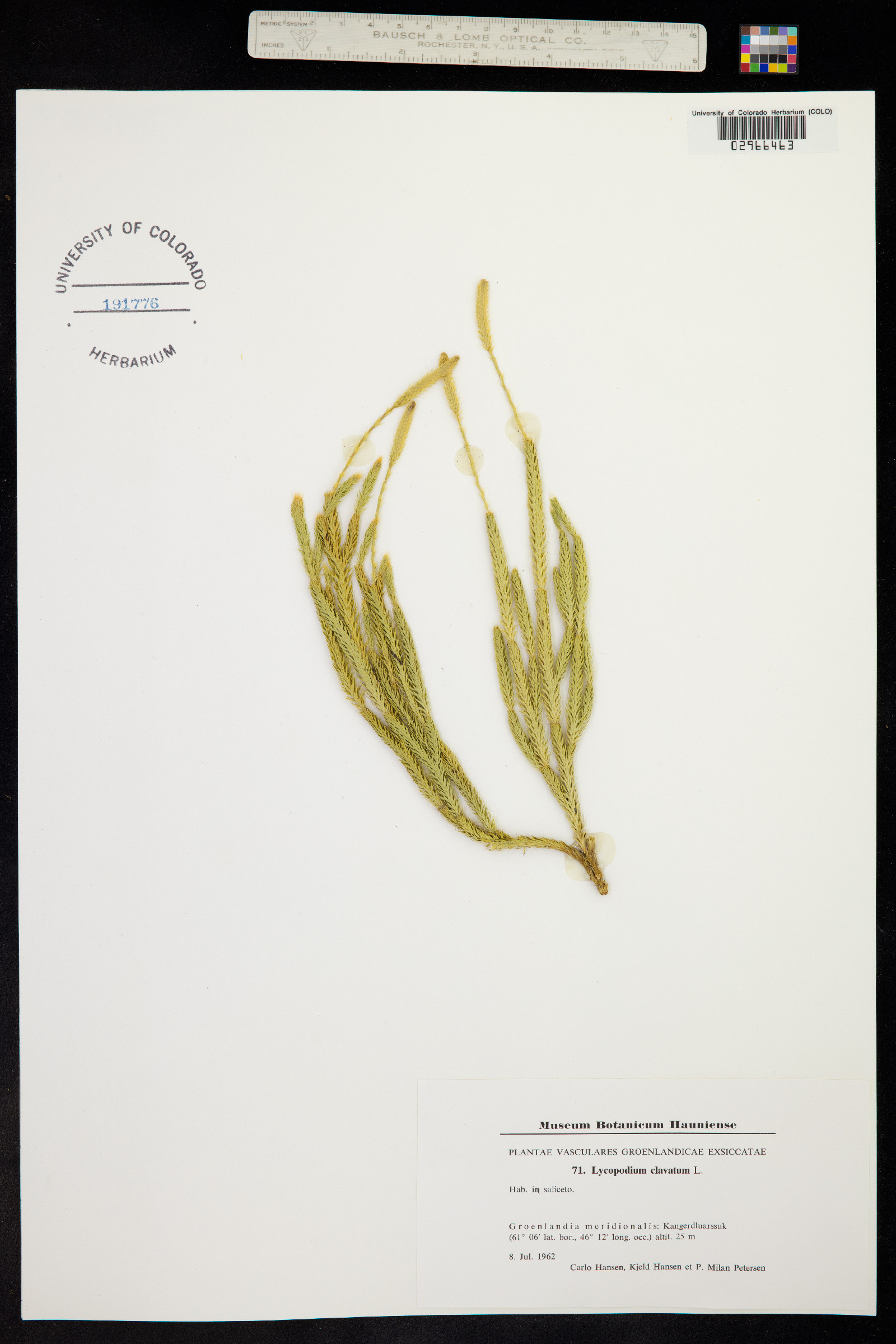 Lycopodium image