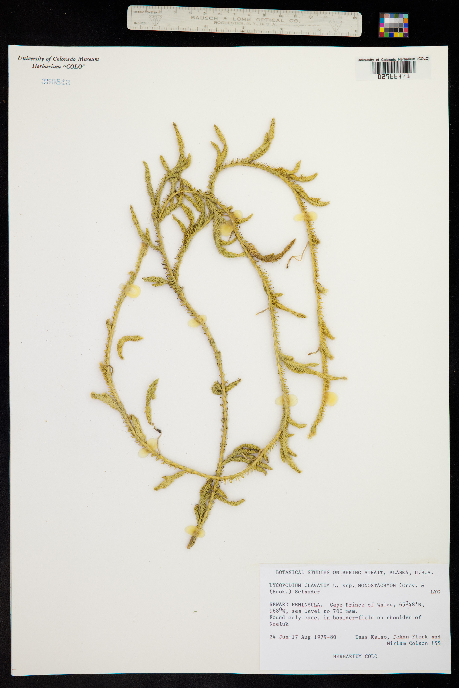 Lycopodium clavatum image