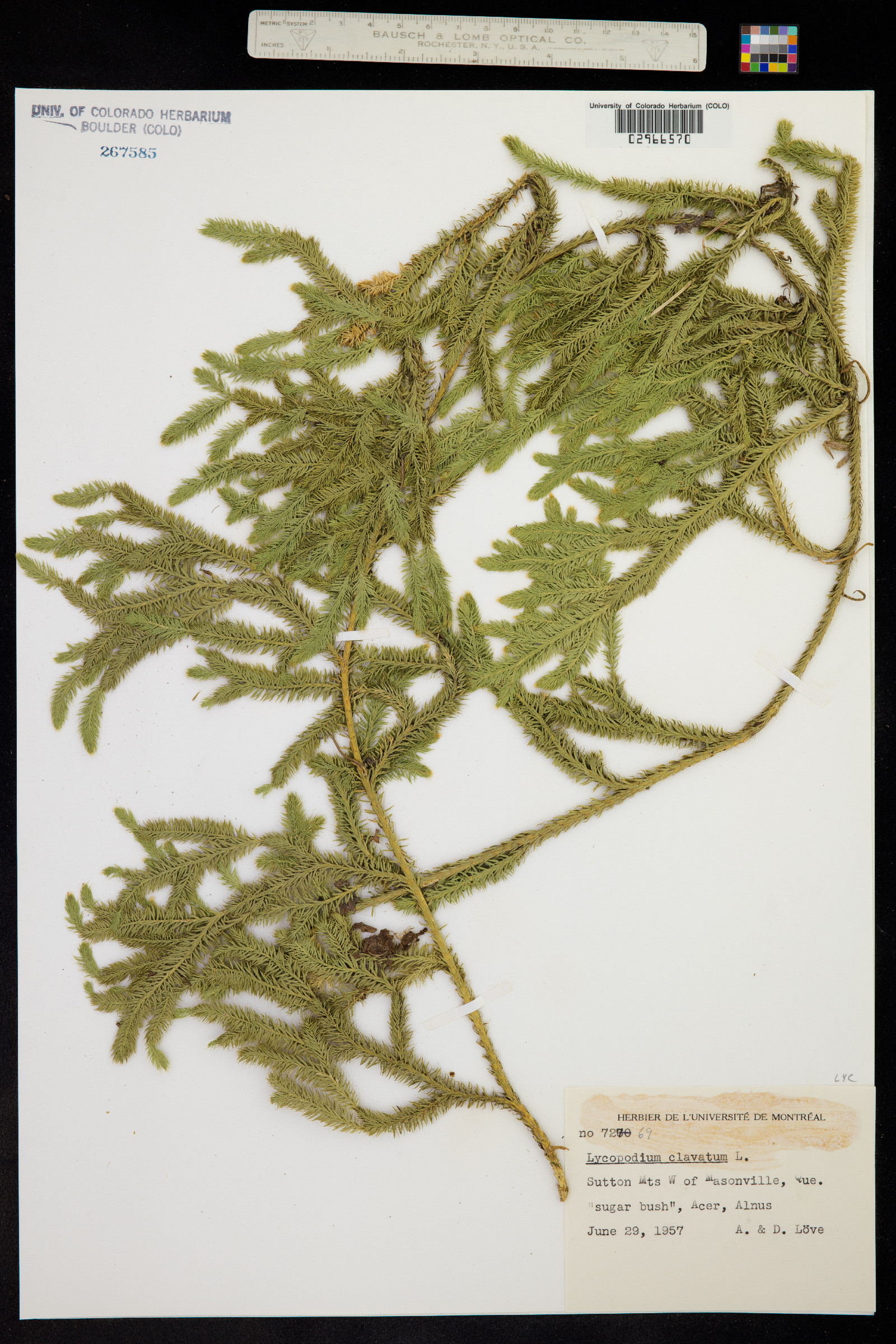 Lycopodium clavatum image