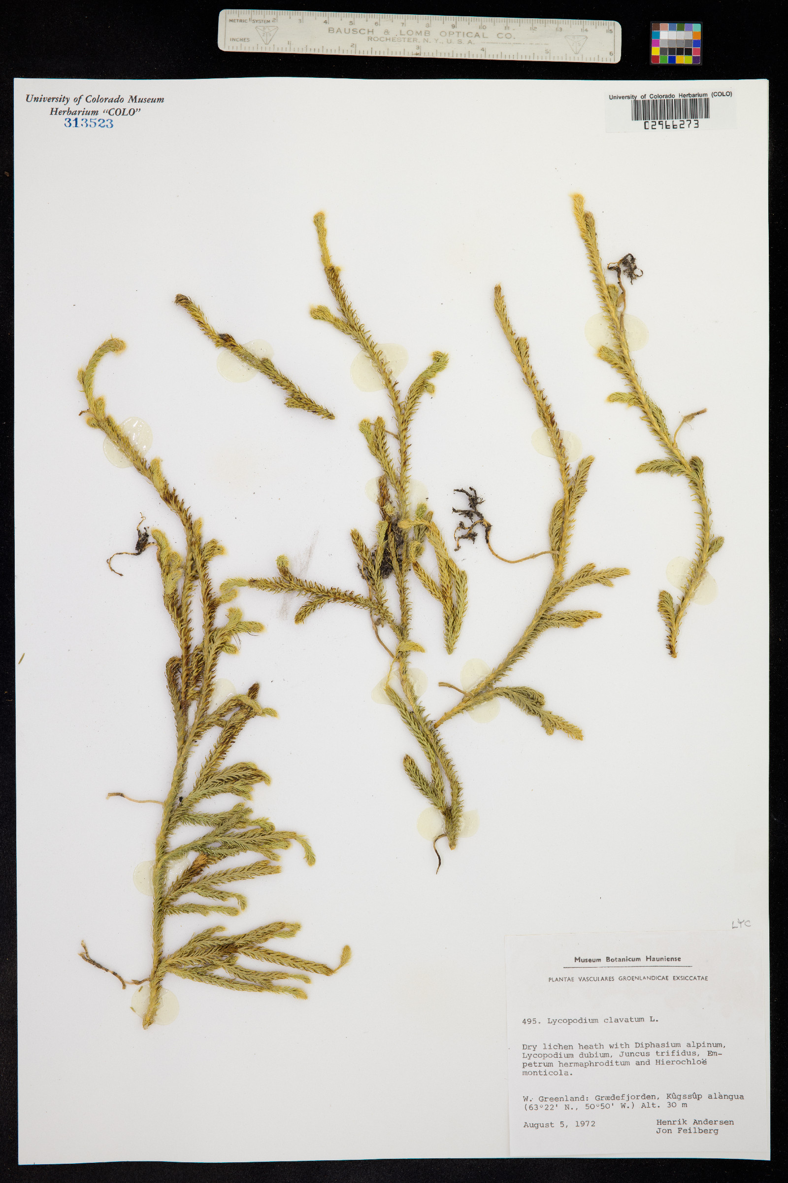 Lycopodium clavatum image