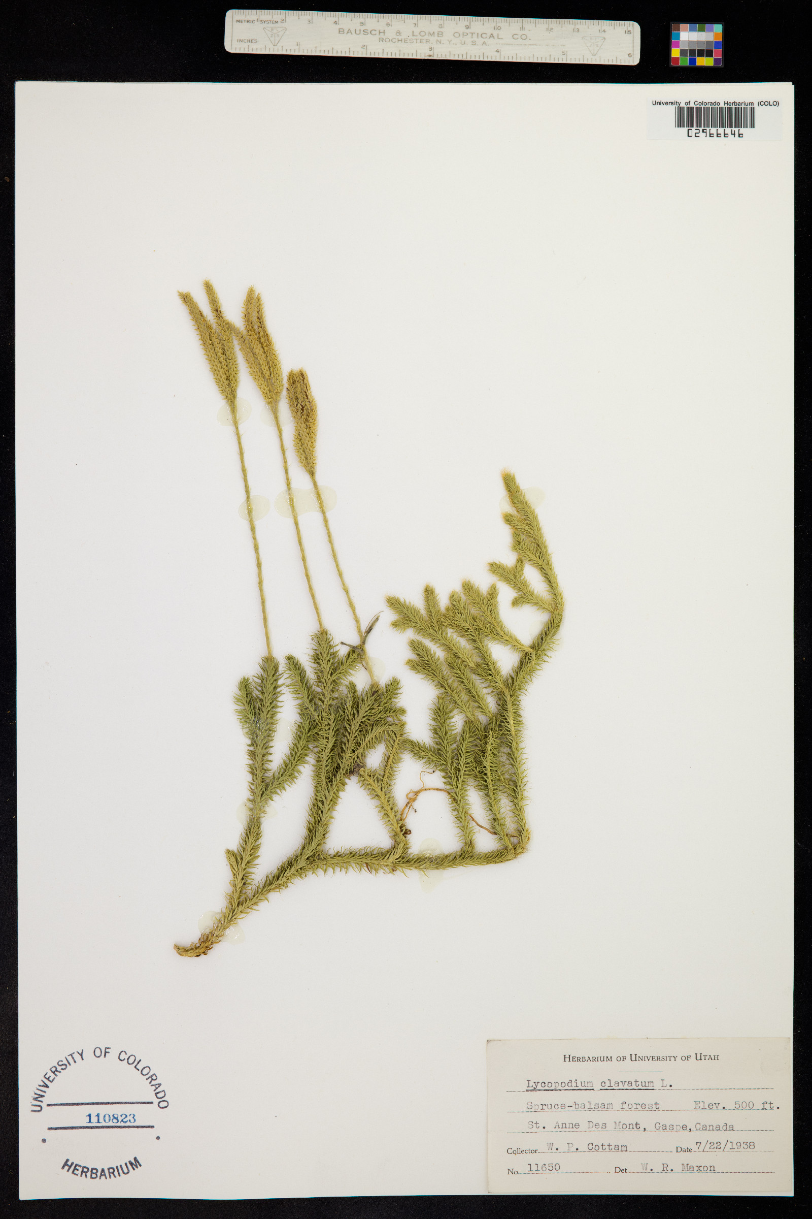 Lycopodium image