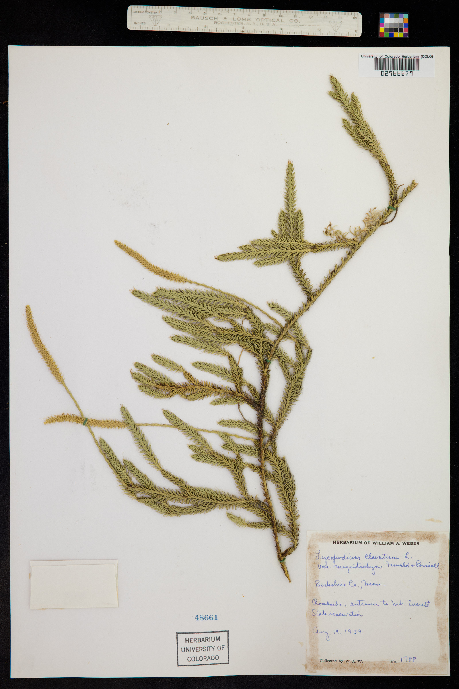 Lycopodium image