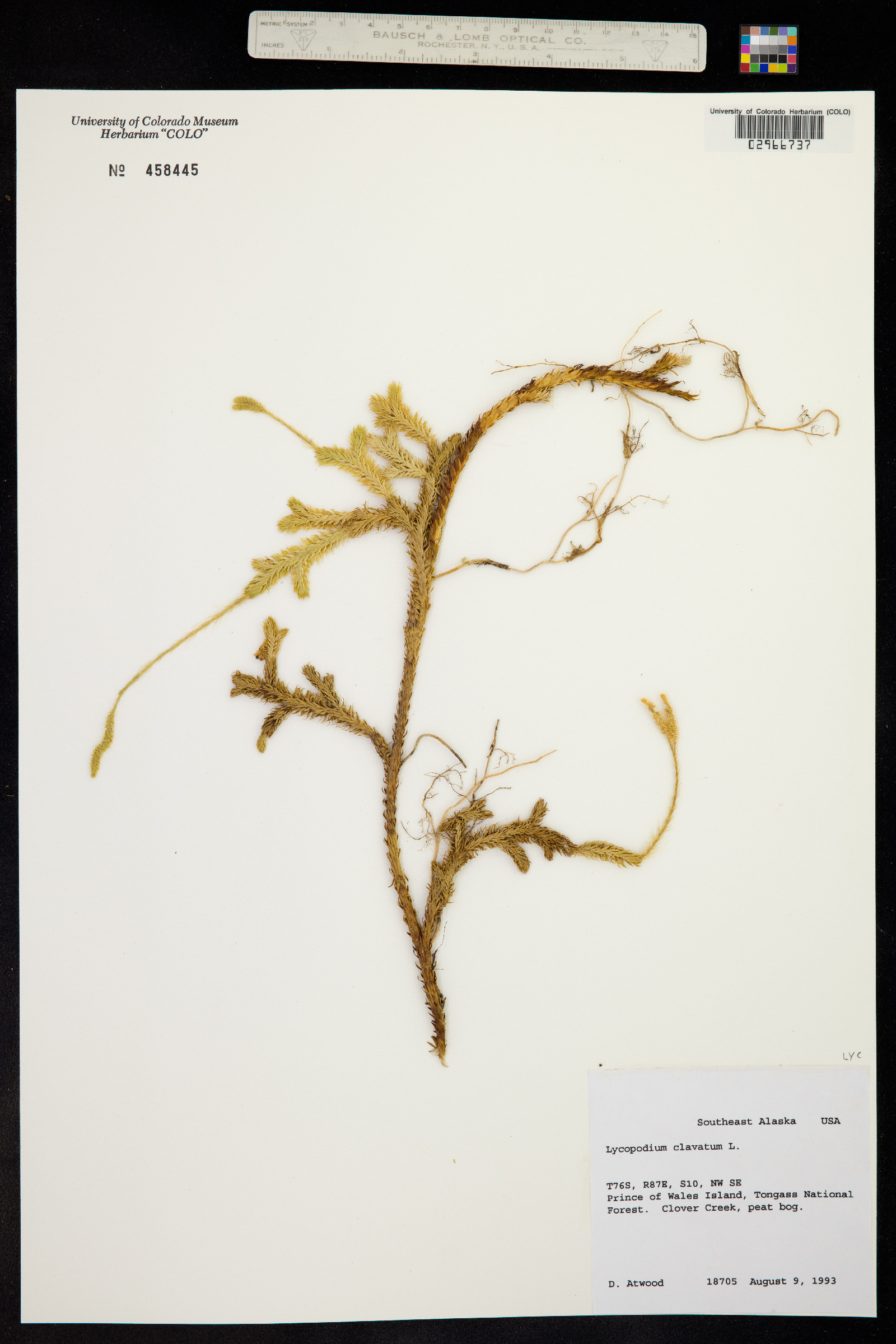 Lycopodium clavatum image