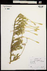 Image of Lycopodium clavatum