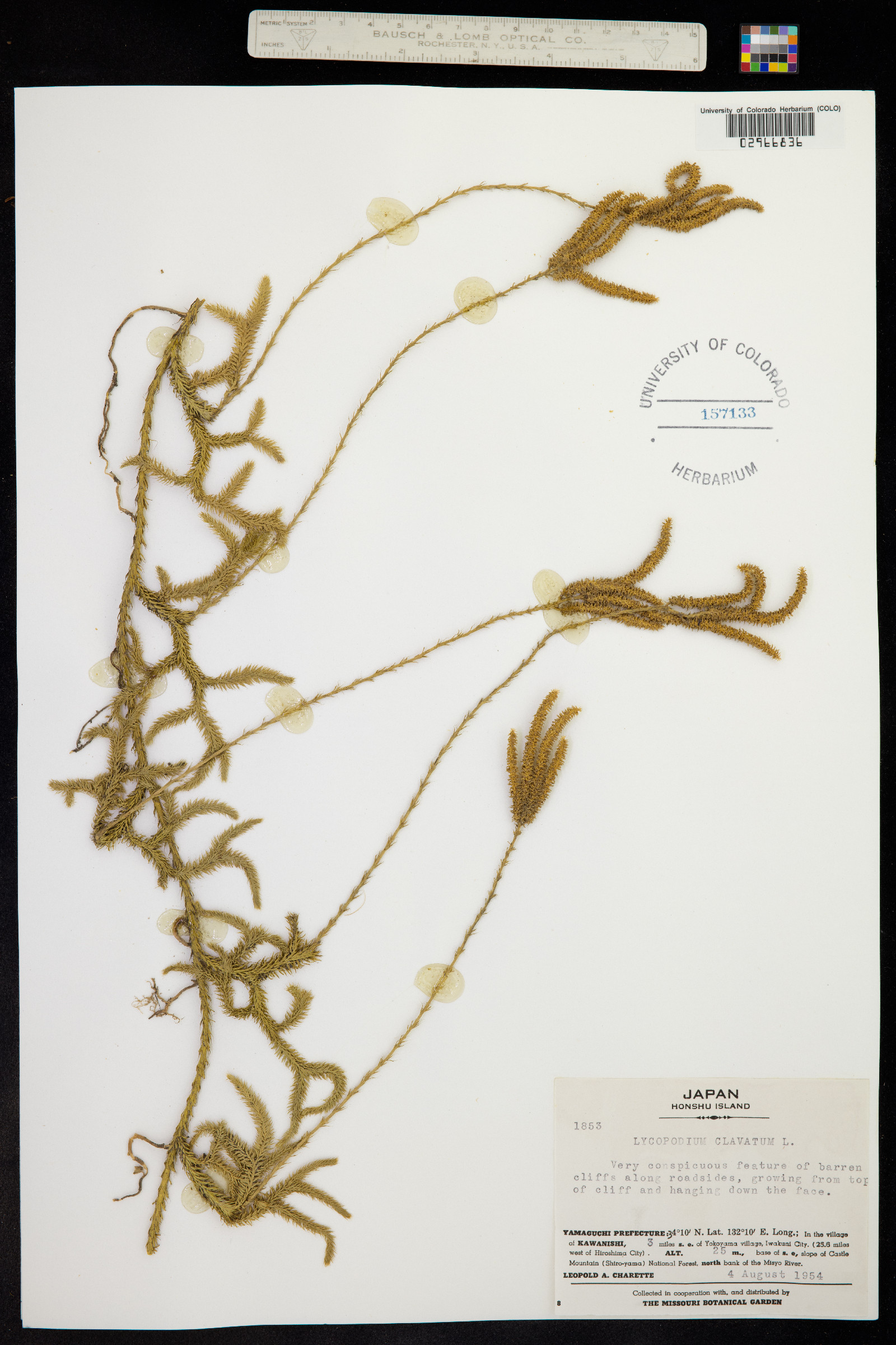 Lycopodium clavatum image