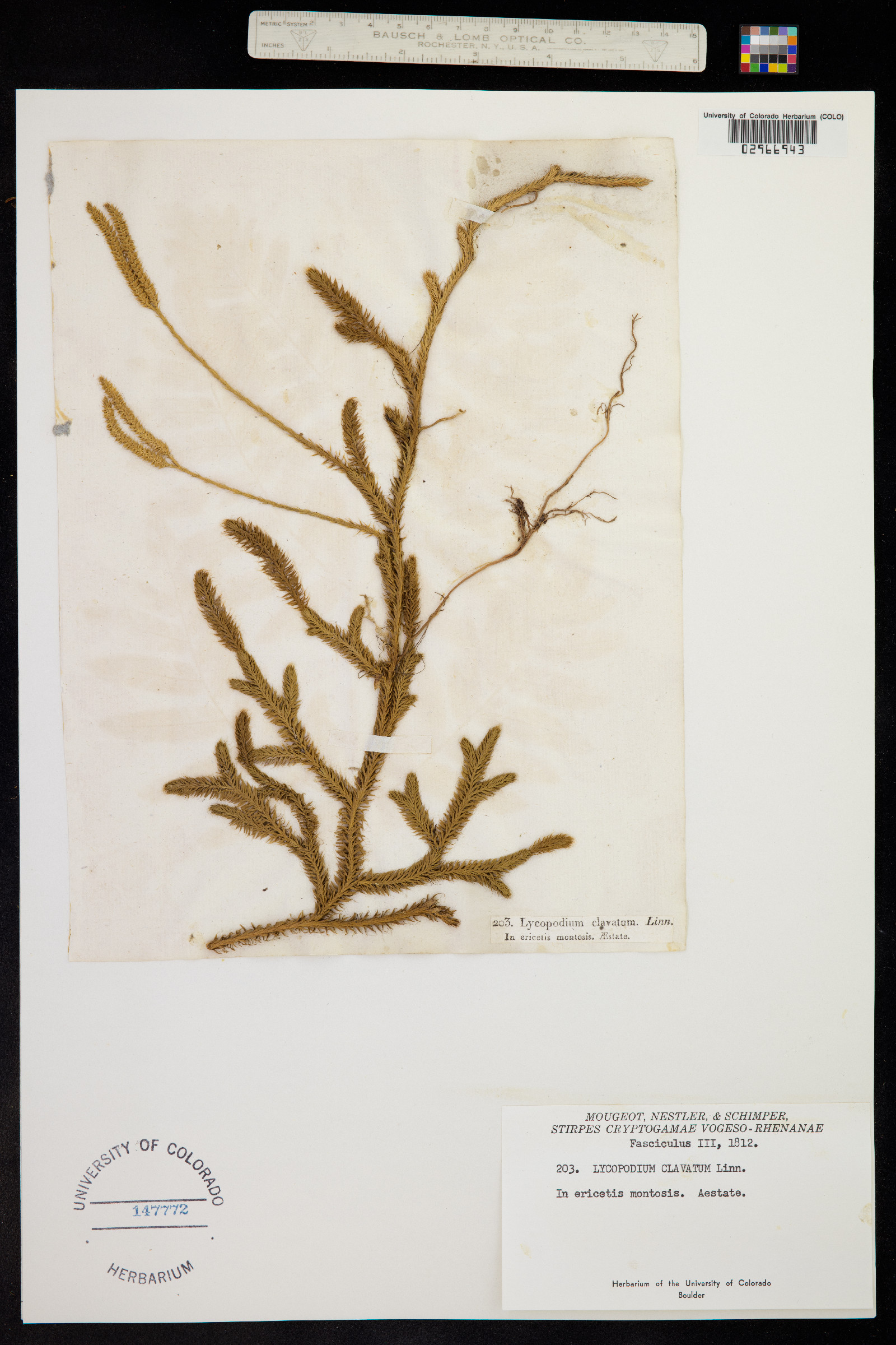 Lycopodium clavatum image