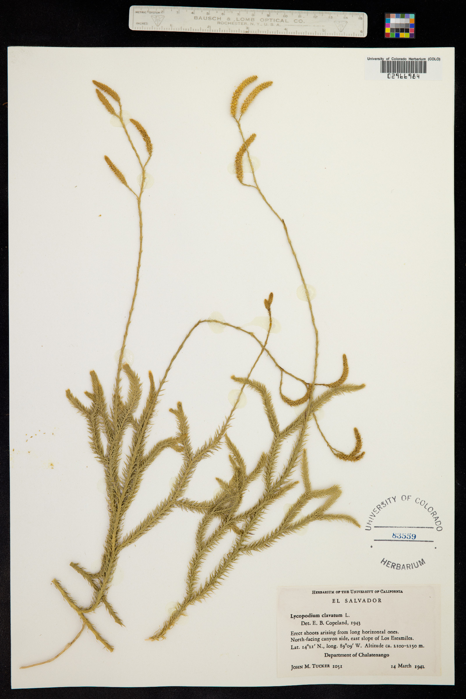 Lycopodium clavatum image