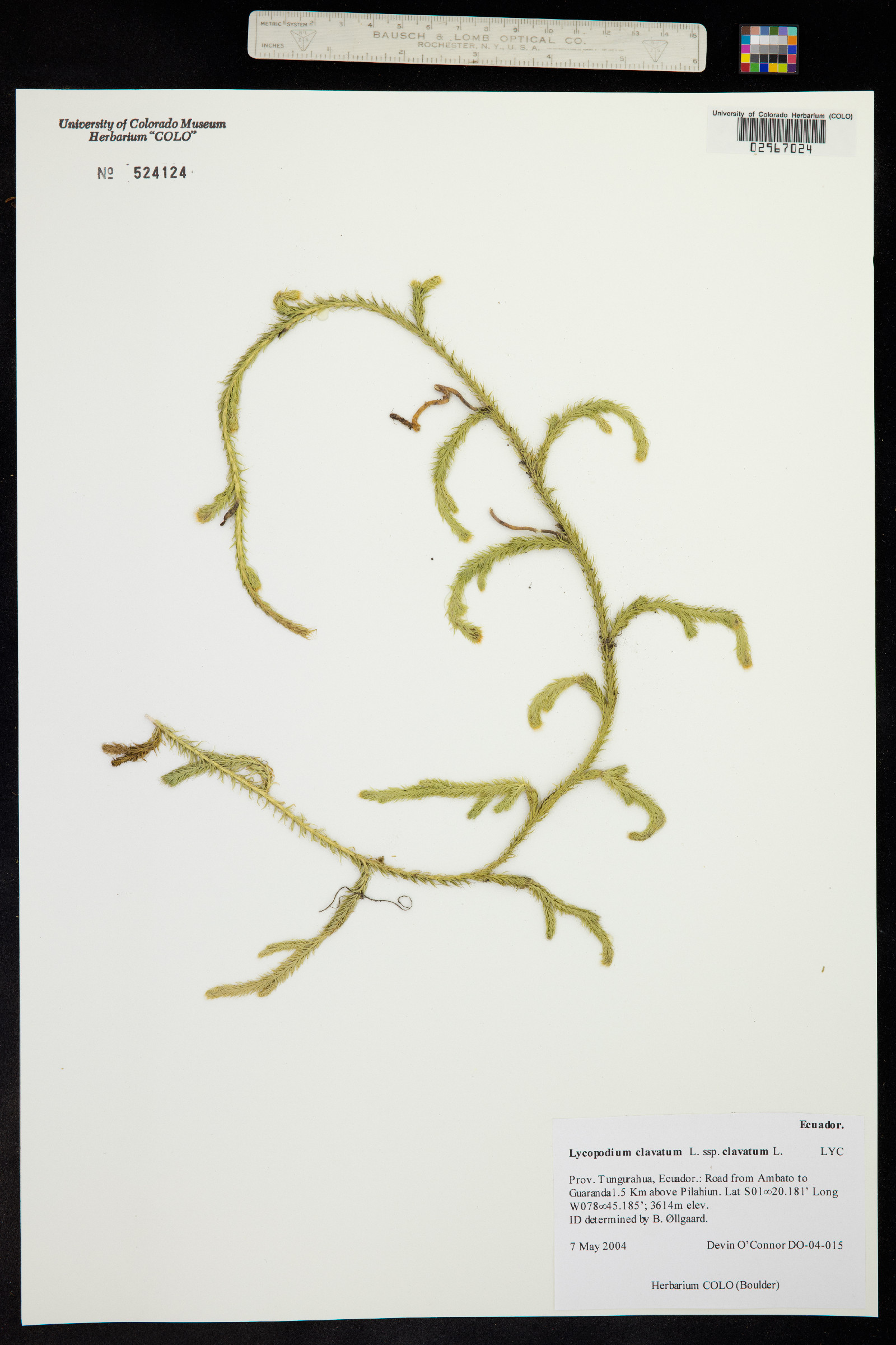 Lycopodium image