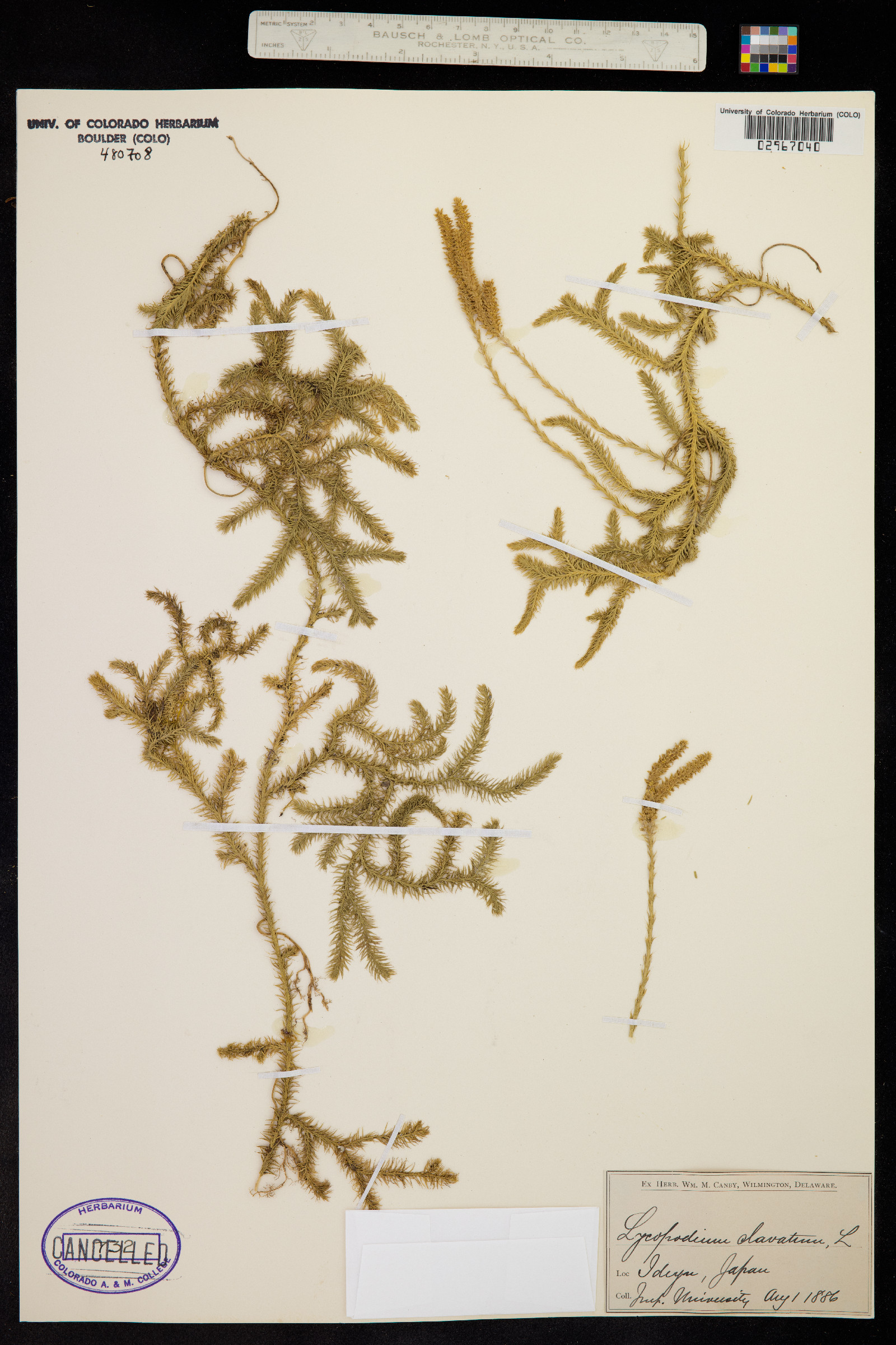 Lycopodium clavatum image