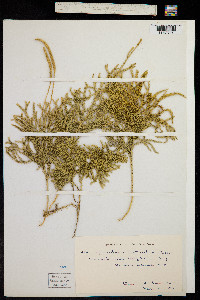 Lycopodium fastigiatum image