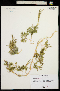 Lycopodium fastigiatum image