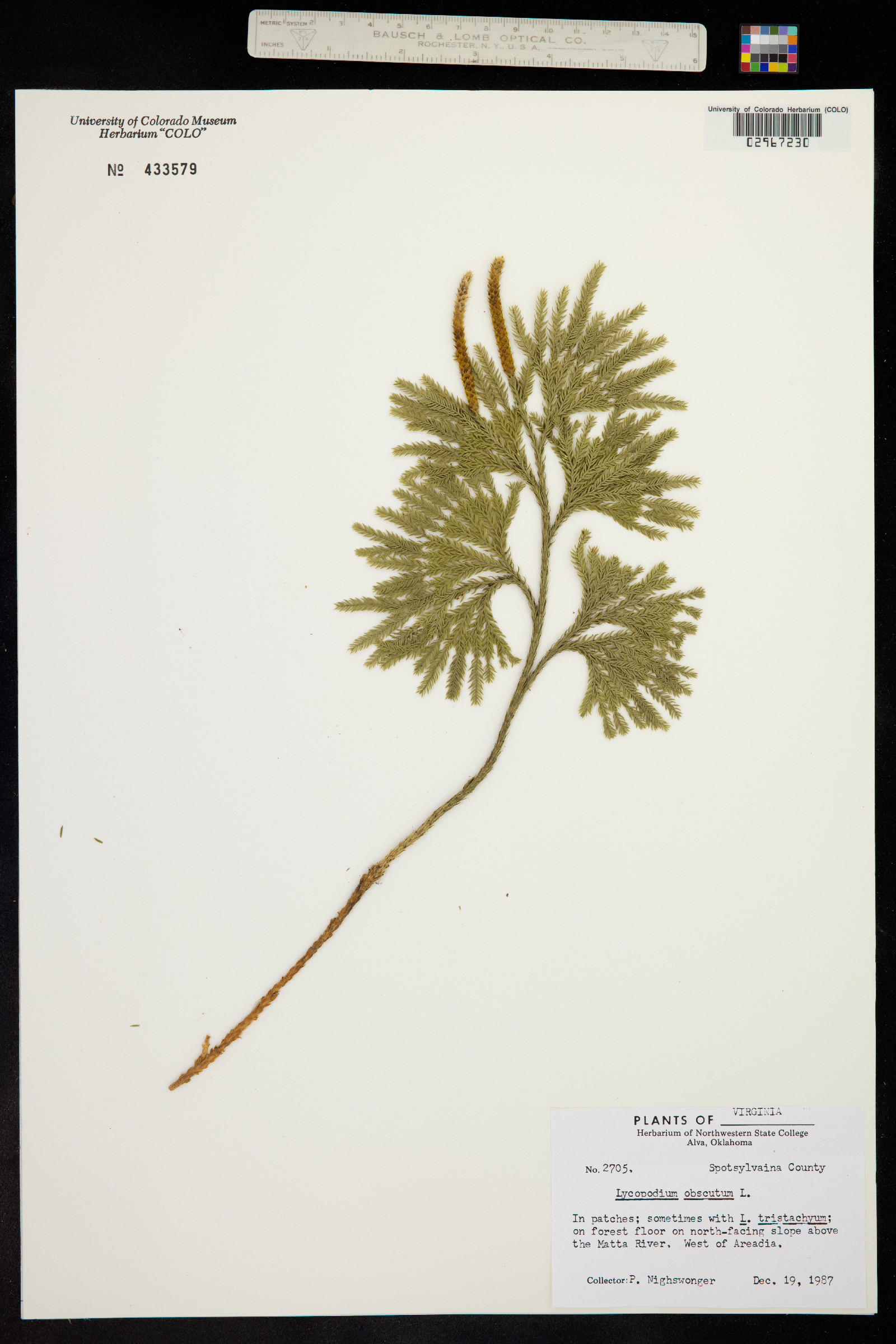 Lycopodium obscurum image