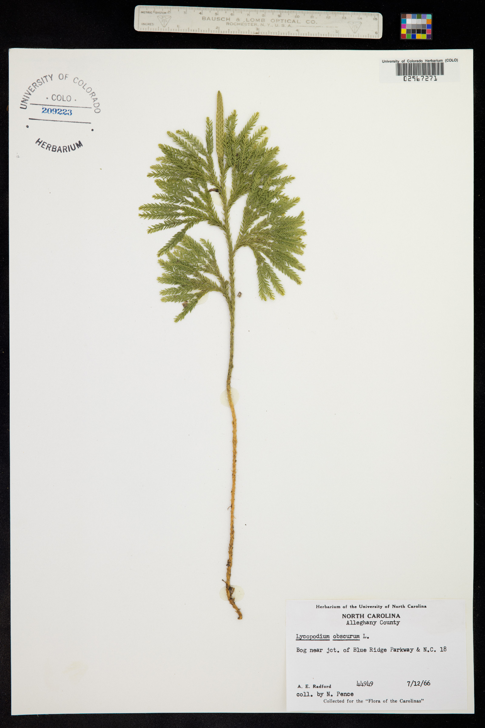 Lycopodium obscurum image