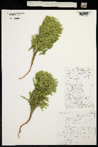 Lycopodium obscurum image