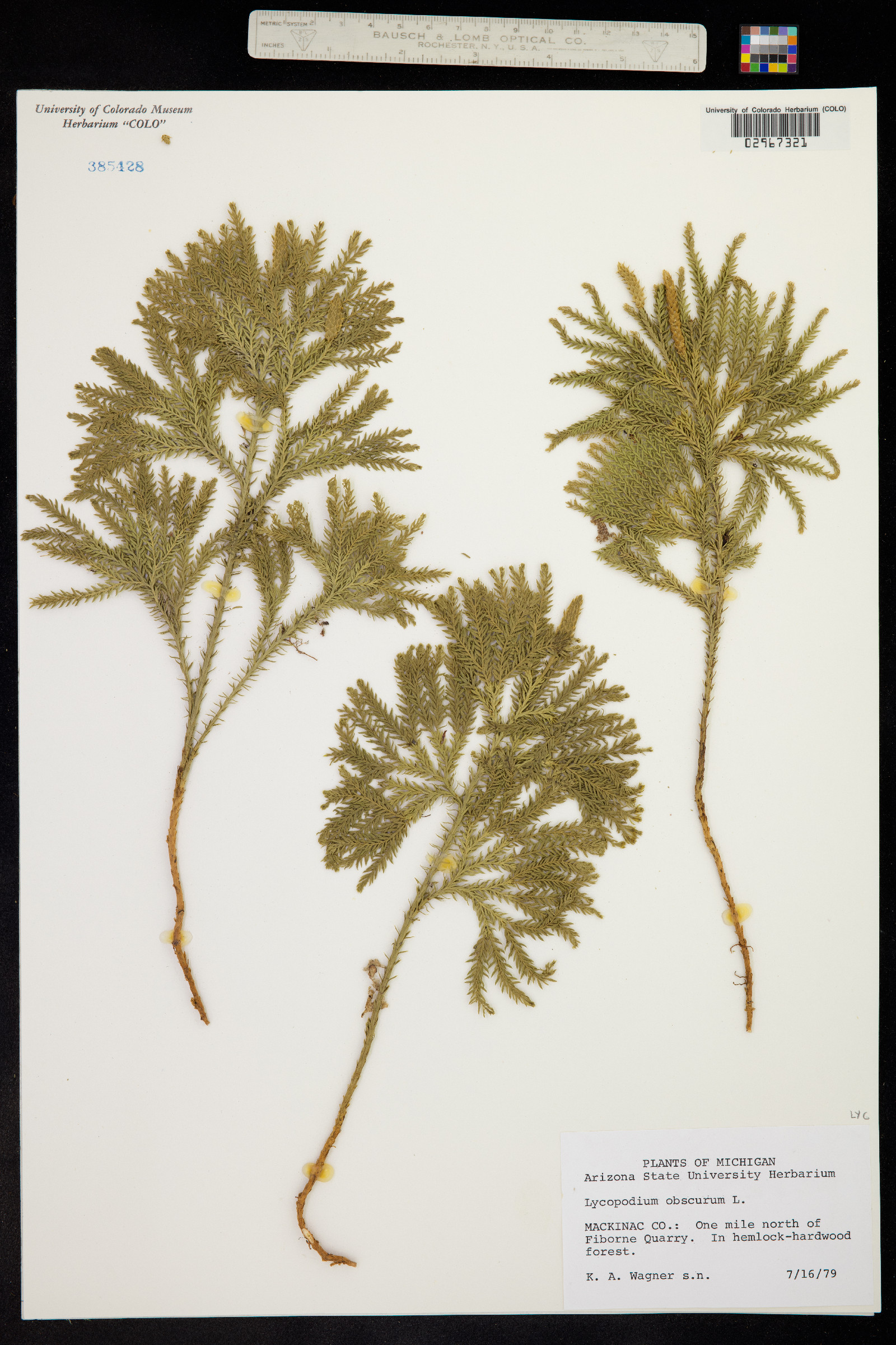 Lycopodium obscurum image