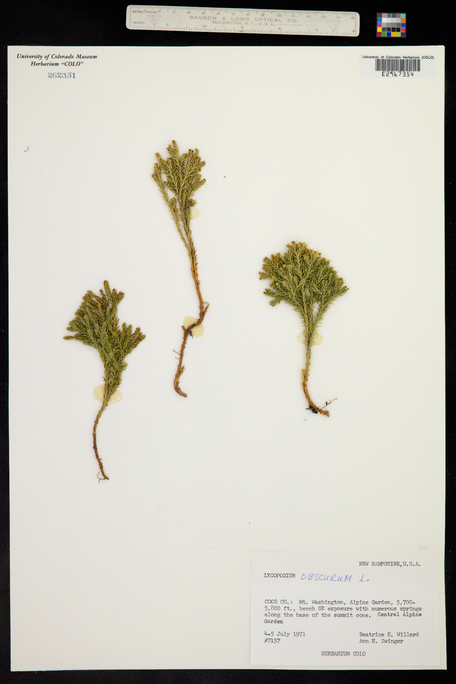 Lycopodium obscurum image