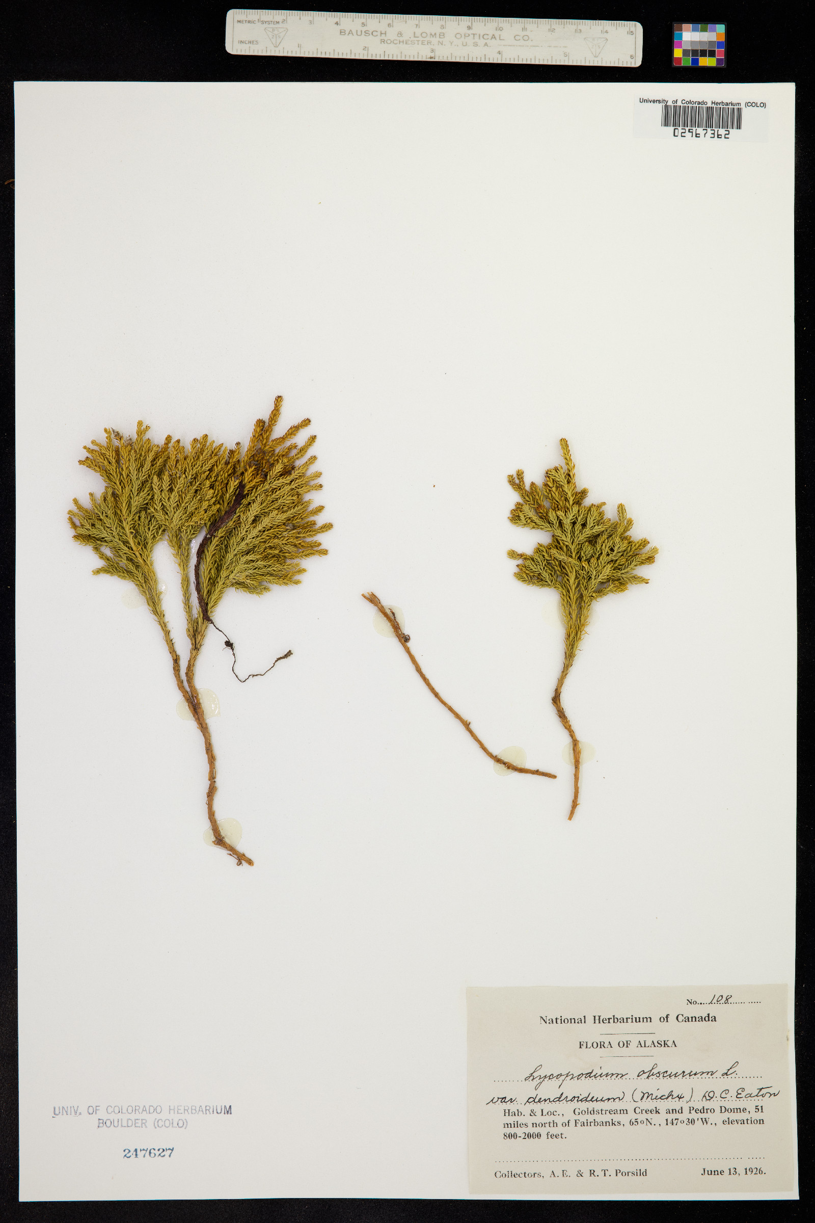 Lycopodium obscurum image