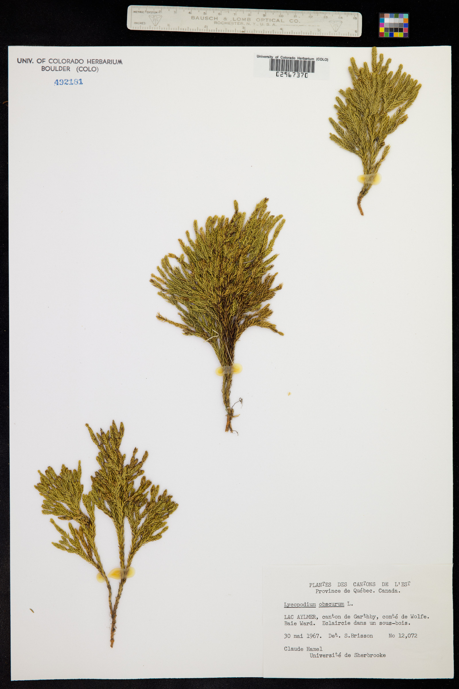 Lycopodium obscurum image