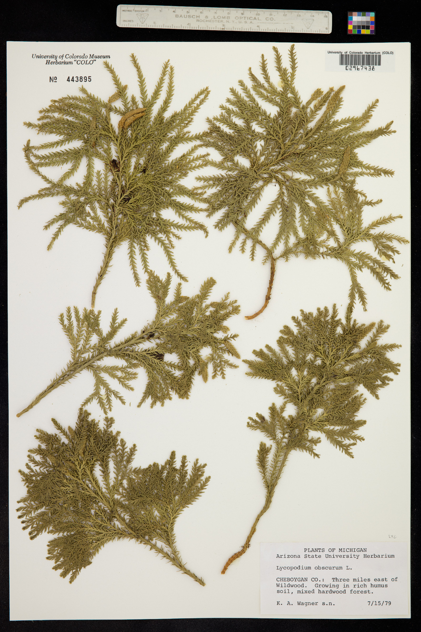 Lycopodium obscurum image