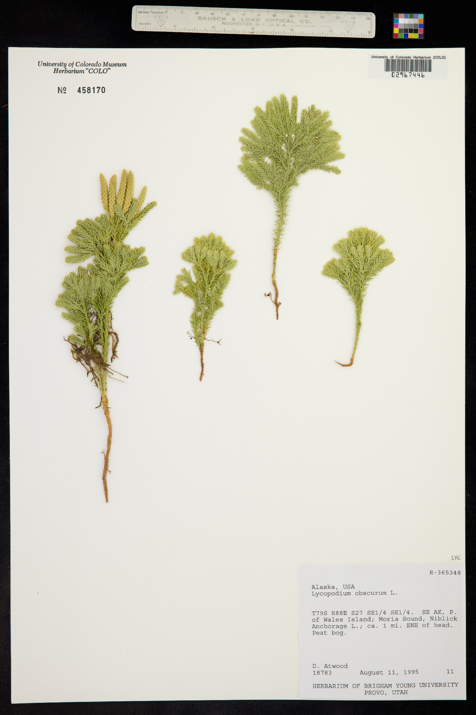 Lycopodium obscurum image