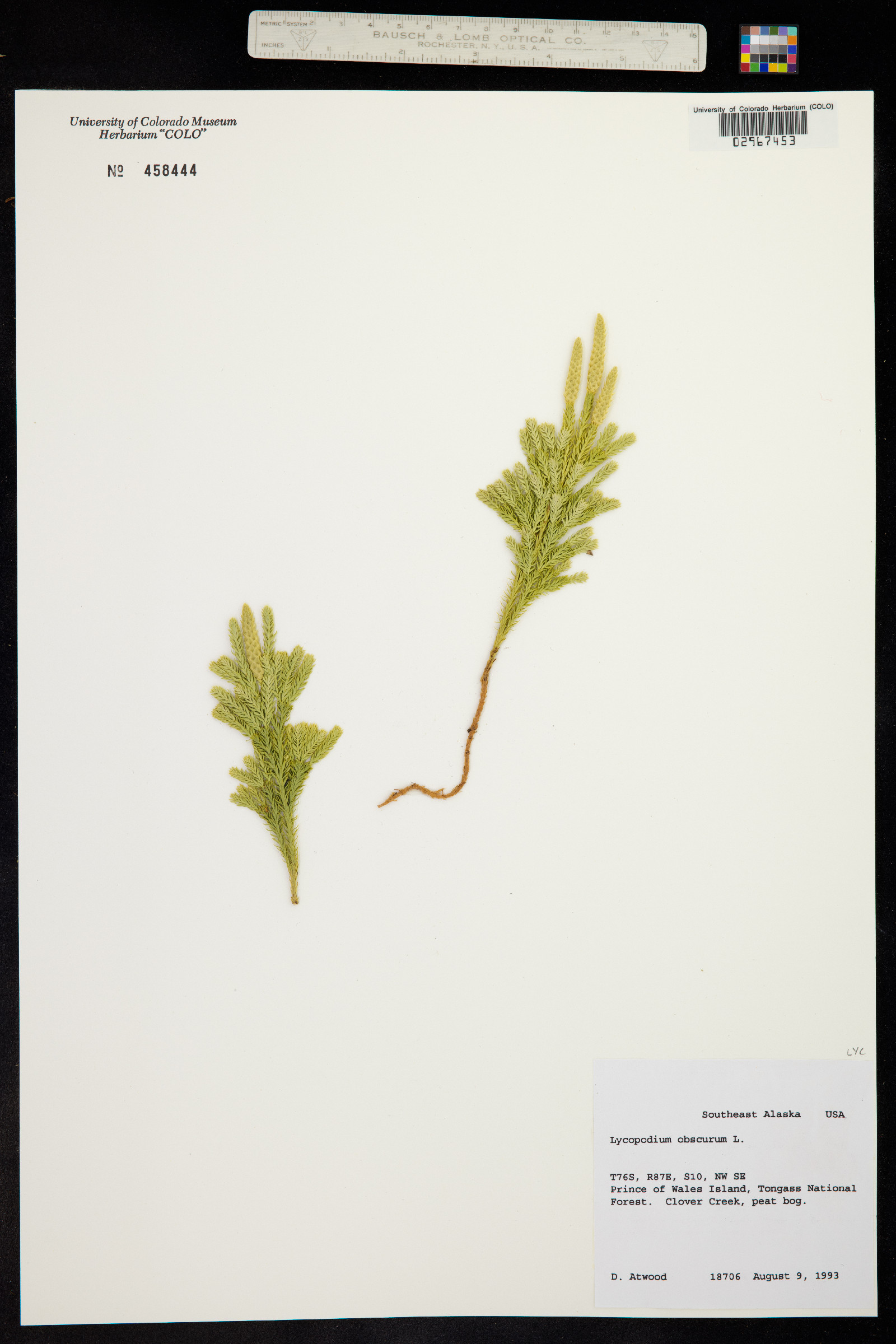 Lycopodium obscurum image