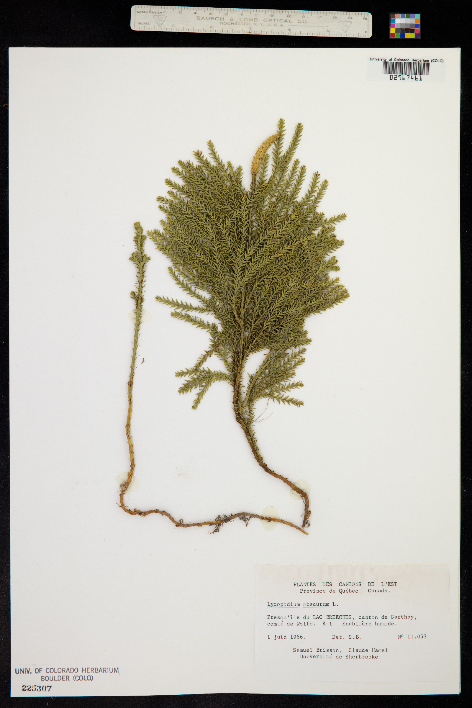 Lycopodium obscurum image