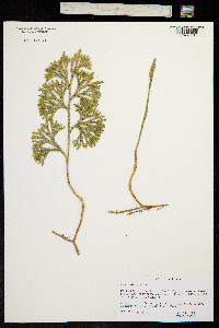 Image of Lycopodium obscurum