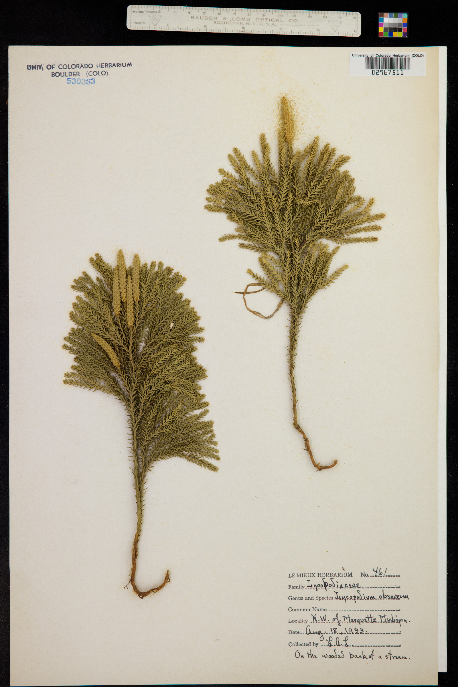 Lycopodium obscurum image