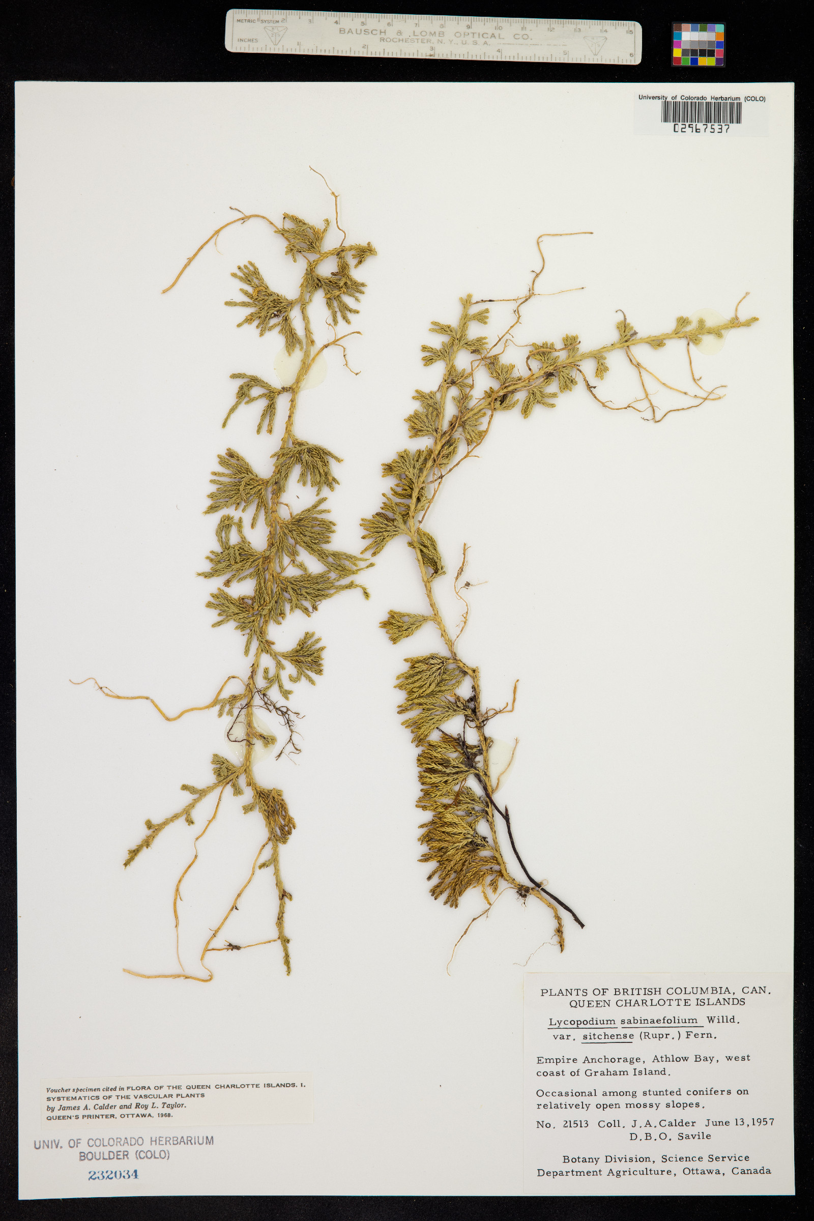 Lycopodium sabinifolium image