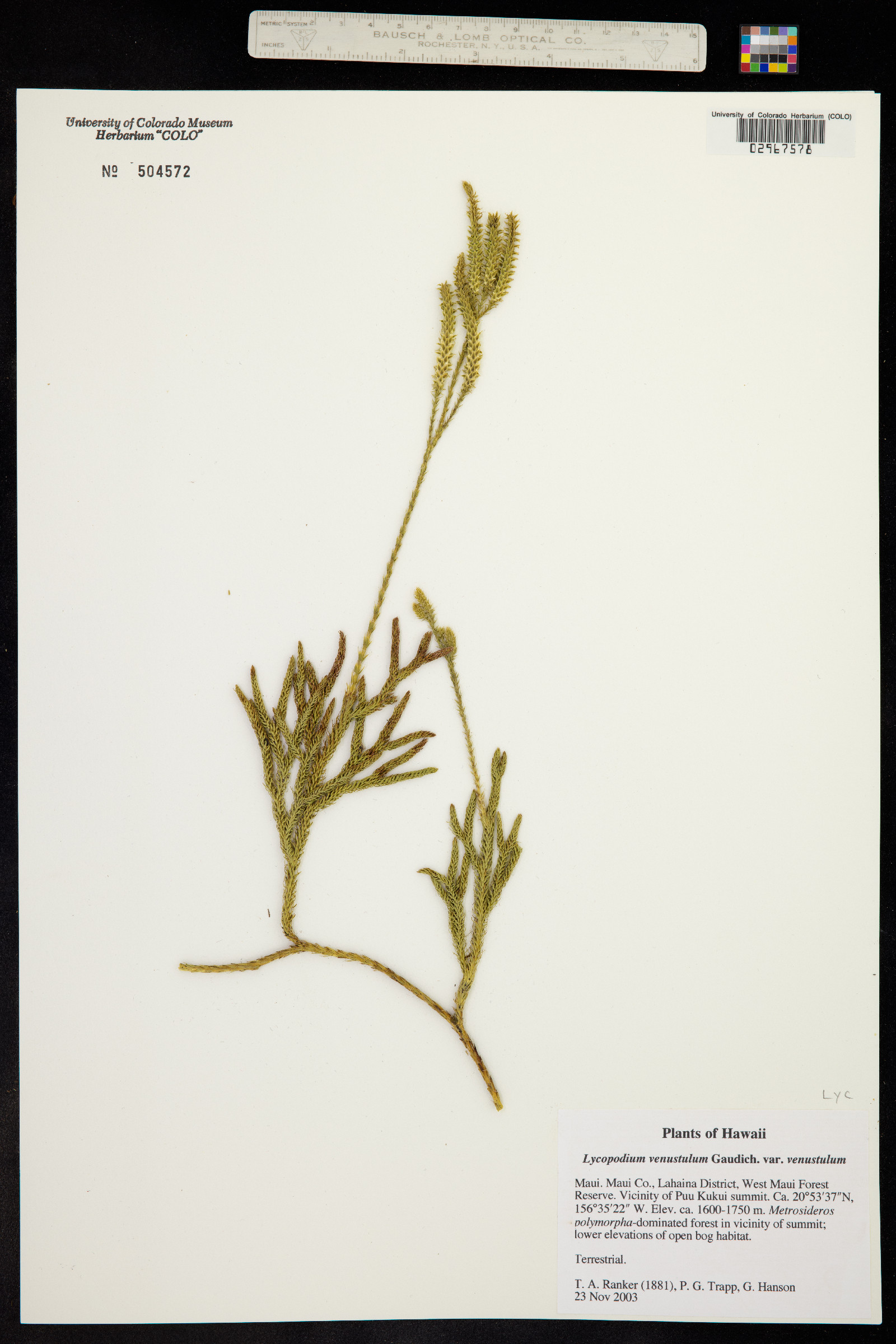 Lycopodium venustulum var. venustulum image