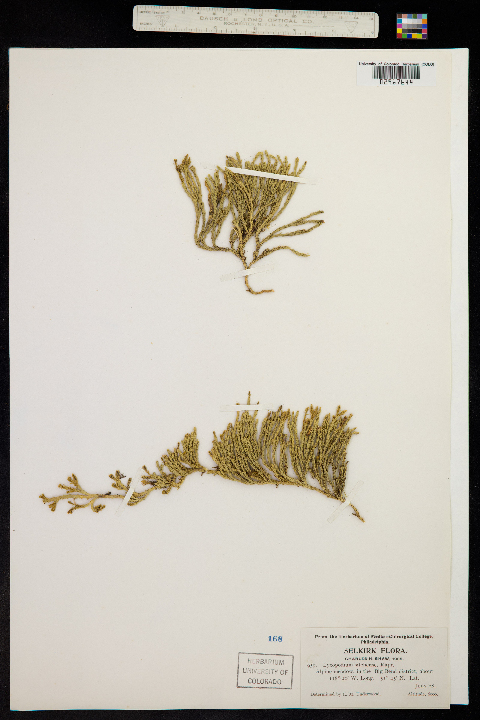 Lycopodium sabinifolium image