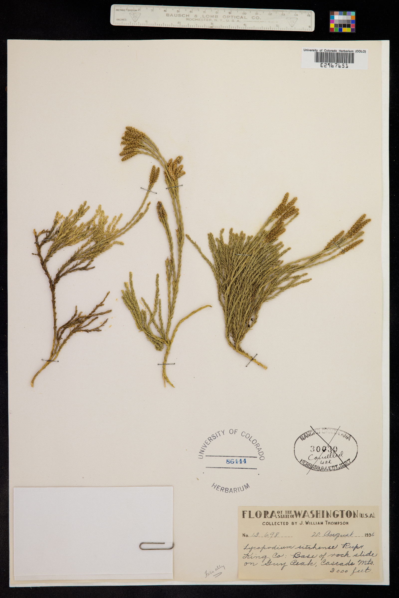 Lycopodium sabinifolium image