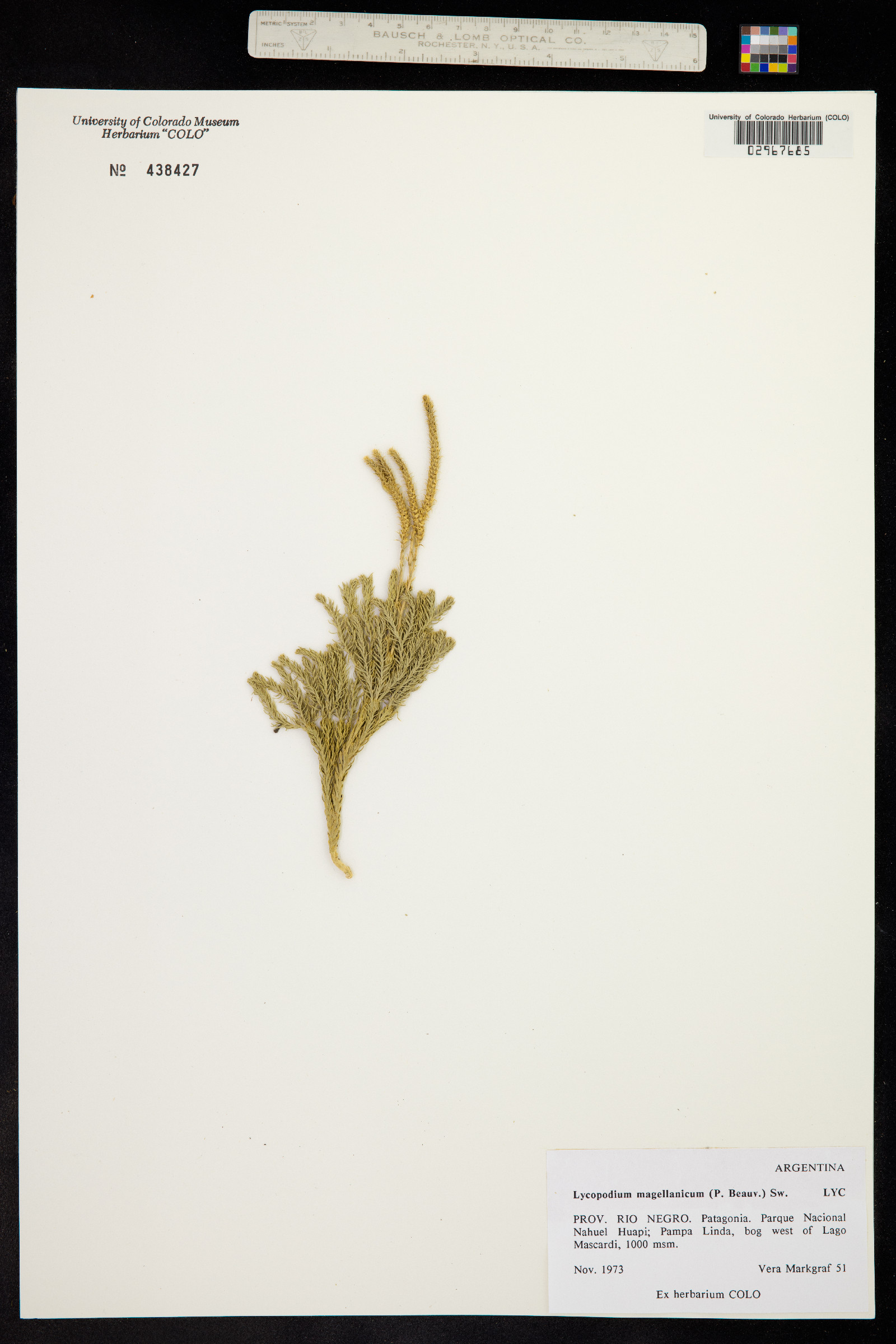 Austrolycopodium magellanicum image